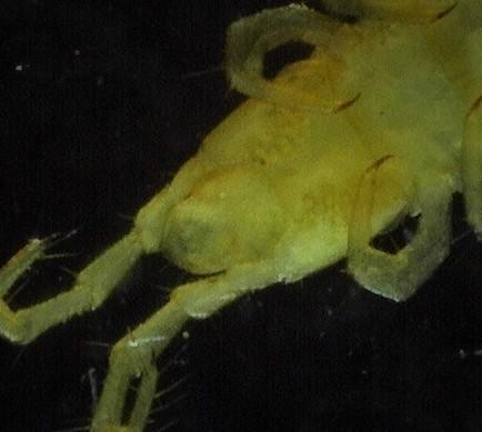 Réf. 231 299 : Geophilus flavus